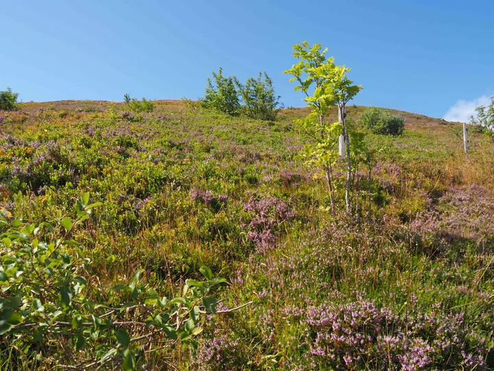 Le Grand Ballon (France)